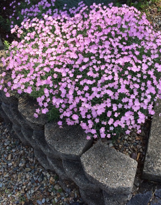 landscape with perennials