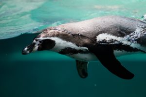 long-term-goals-antarctica