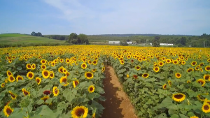 sunflower-farm-in-CT