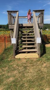 lyman sunflower maze