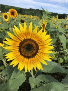 sunflower field ct