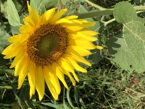 sunflowers-in-CT