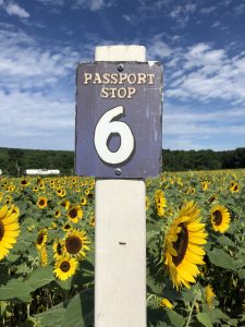 sunflower maze lyman orchards