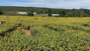 sunflower maze middlefield ct